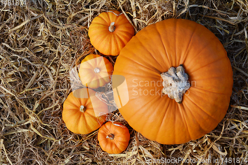 Image of Large autumn pumpkin with four mini gourds 