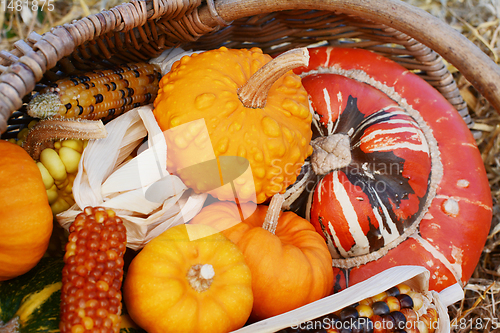 Image of Gourds and Fiesta sweetcorn cobs with turban squash