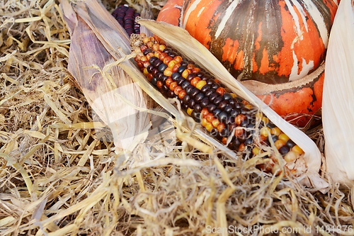 Image of Beautiful multi-coloured Indian corn cob with a turban squash 