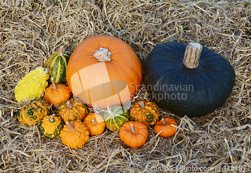 Image of Orange pumpkin and green gourd with unusual warted ornamental go