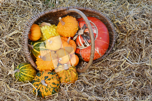 Image of Rustic basket of small warted gourds with a turban gourd 