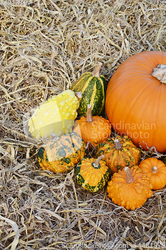 Image of Ornamental warted gourds around a large pumpkin