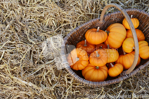 Image of Rustic woven basket filled with harvest of mini pumpkins