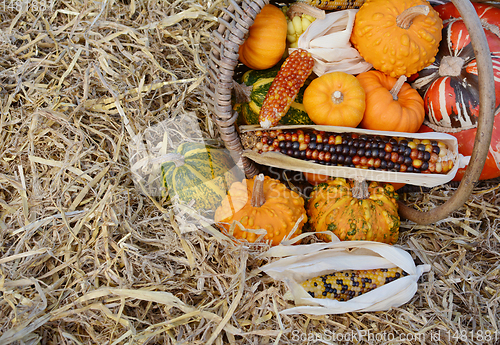 Image of Woven basket of Thanksgiving gourds and squash with flint corn