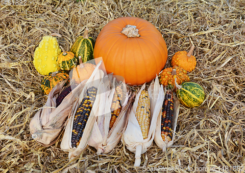 Image of Ripe pumpkin surrounded by ornamental gourds and Indian corn cob