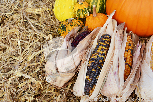 Image of Indian corn cobs with fall ornamental gourds and a pumpkin