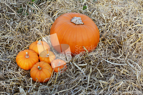 Image of Five mini pumpkins with a large pumpkin at Thanksgiving