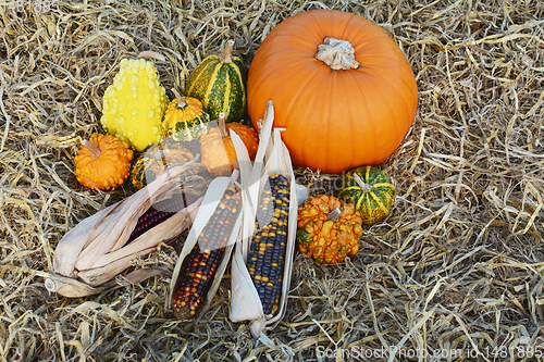 Image of Ripe pumpkin surrounded by ornamental gourds and Indian corn