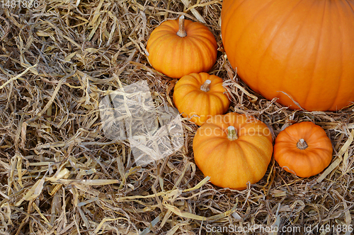 Image of Four mini orange pumpkins around base of pumpkin 