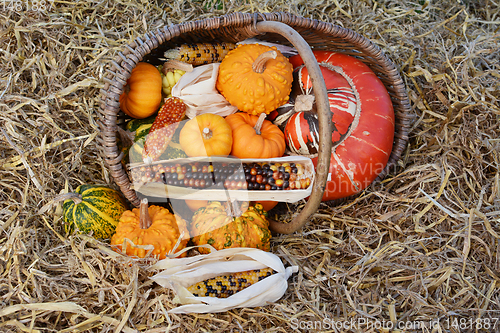 Image of Fall selection of ornamental gourds and corn spilling from baske