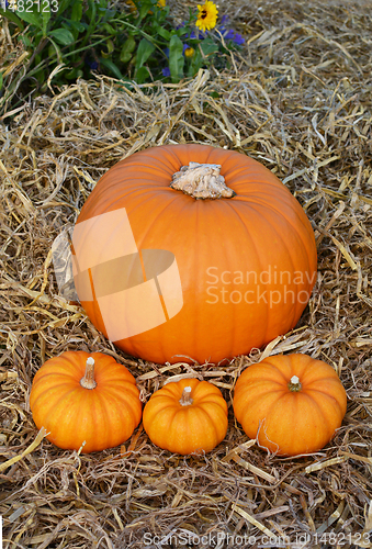 Image of Three mini pumpkins in front of pumpkin in flower garden