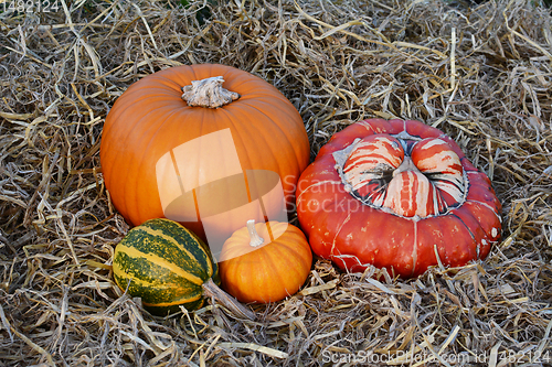 Image of Fall gourds and squashes with orange pumpkins 