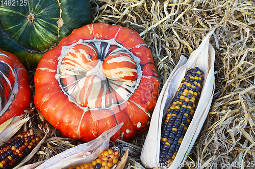 Image of Striped Turks Turban gourd with ornamental Fiesta sweetcorn