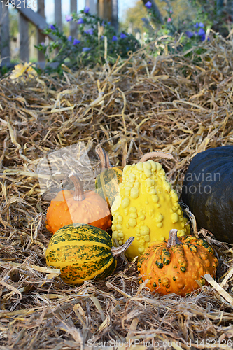 Image of Orange, green and yellow ornamental gourds in a rural garden