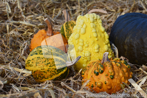 Image of Warted and ornamental gourds on fresh straw