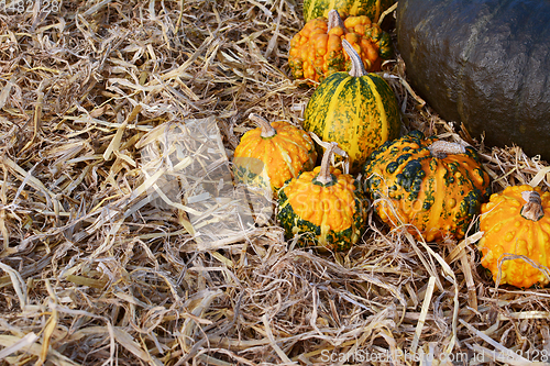 Image of Orange and green warted gourds in autumn 