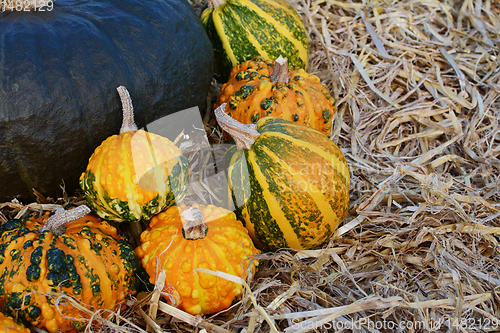 Image of Orange and green ornamental gourds against dark green gourd