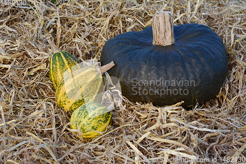 Image of Three striped ornamental gourds with a large green squash