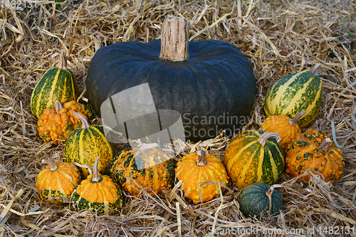 Image of Large dark green squash surrounded by warted gourds 