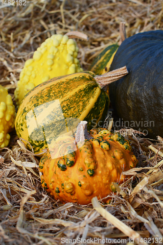 Image of Orange and green warted gourd in front of ornamental gourds