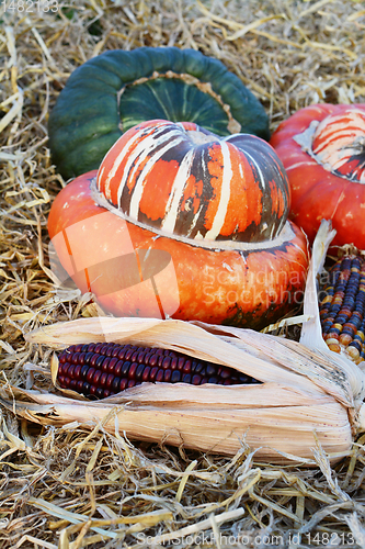 Image of Red ornamental maize cob in front of Turks Turban gourds