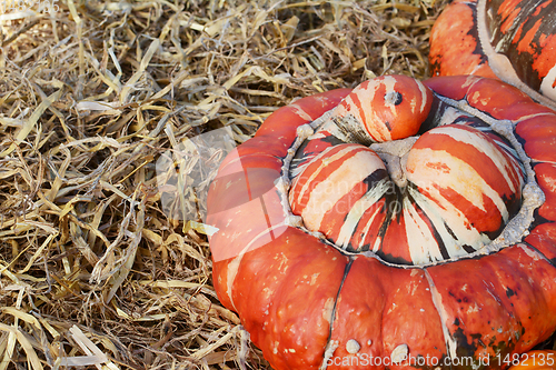 Image of Fall Turks Turban gourd with a deep orange cap on straw