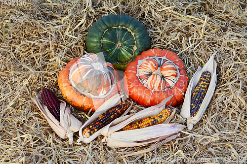 Image of Autumnal display of Turks Turban gourds and ornamental sweetcorn