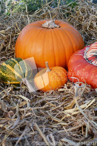 Image of Thanksgiving mini pumpkin with gourds and squashes 
