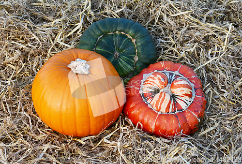 Image of Orange pumpkin, striped Turks Turban and dark green gourd