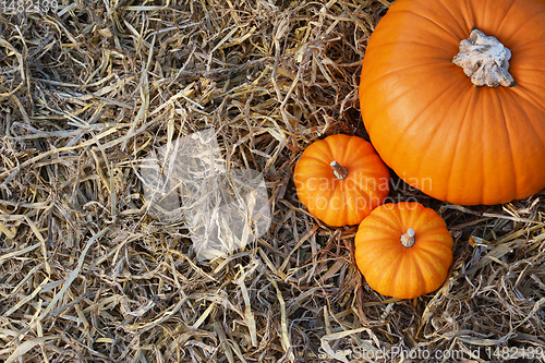 Image of Two Jack Be Little pumpkins with large orange pumpkin 