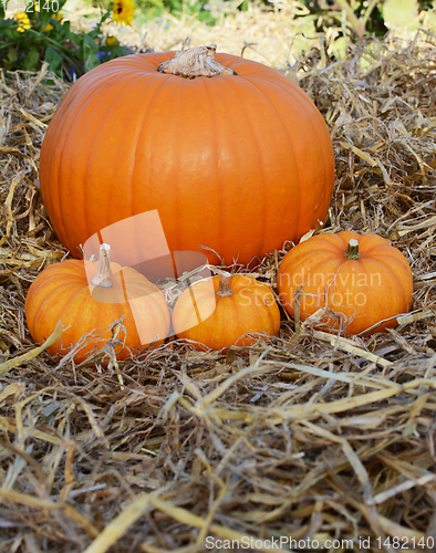 Image of Three mini pumpkins in front of pumpkin in a garden 