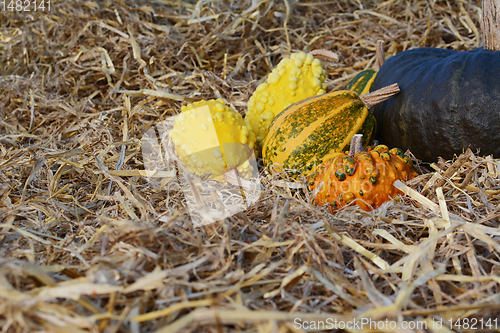 Image of Yellow, green and orange ornamental gourds with a large squash 