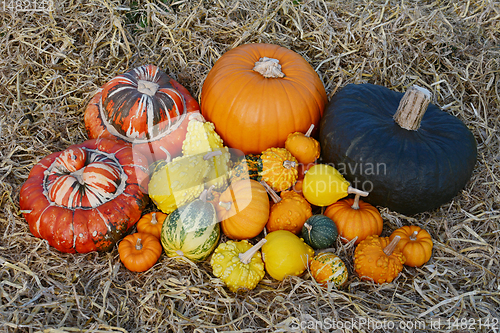 Image of Big pile of fall squashes, pumpkins and ornamental gourds