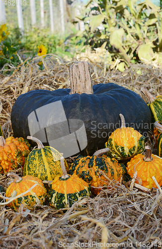 Image of Dark green squash with selection of autumnal warted gourds