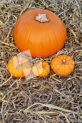 Image of Large pumpkin on a bed of straw with mini pumpkins
