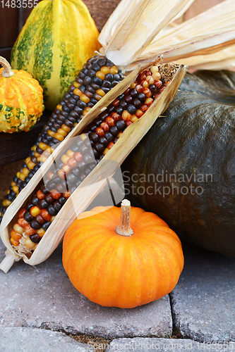Image of Mini pumpkin with ornamental corn and gourds 