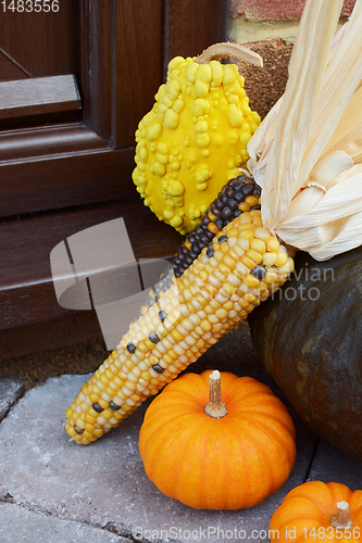 Image of Ornamental sweetcorn and gourds as a Thanksgiving decoration