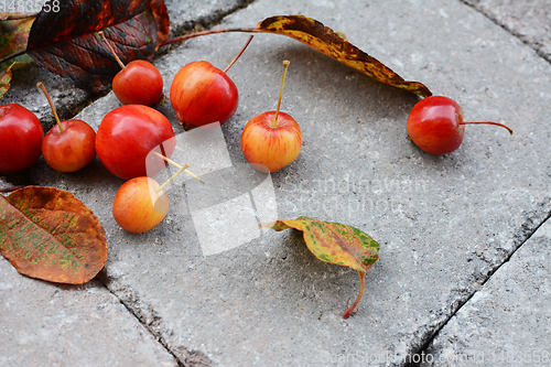 Image of Yellow and orange crab apples with autumn foliage