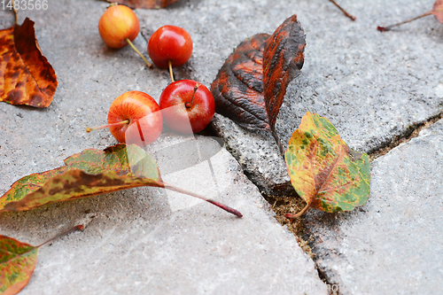 Image of Red crab apple fruits among fallen autumn leaves