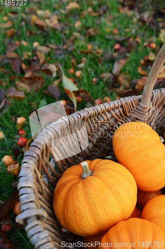 Image of Orange mini pumpkin in a rustic woven basket 