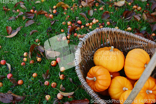 Image of Rustic basket of mini orange pumpkins for Thanksgiving decoratio