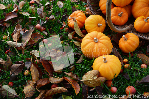Image of Mini orange pumpkins spilling from a wicker basket 
