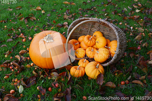 Image of Large pumpkin and basket of mini pumpkins spilling onto grass