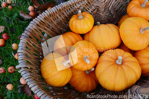 Image of Woven basket full of Jack Be Little mini pumpkins