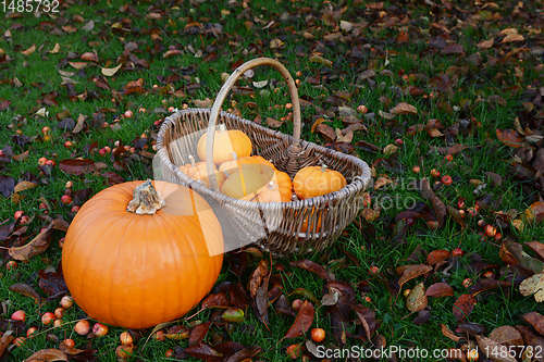 Image of Ripe pumpkin and basket of mini pumpkins in a garden