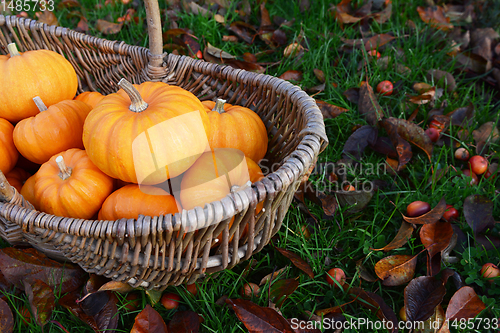 Image of Rustic basket of small orange pumpkins for Thanksgiving
