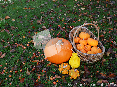 Image of Large pumpkin and ornamental gourds with basket of little pumpki