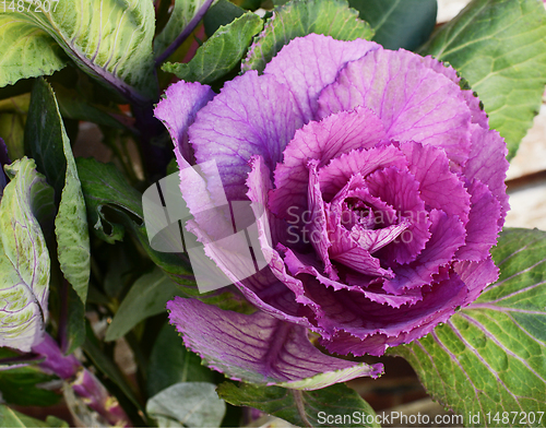 Image of Purple ornamental kale head surrounded by deep green leaves