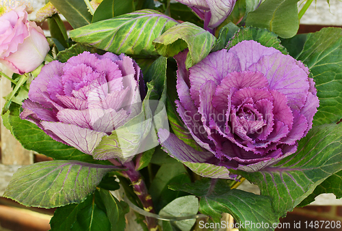 Image of Ornamental kale heads with purple and green leaves