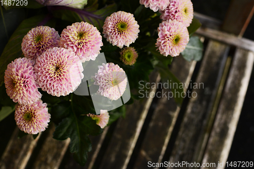 Image of Pale pink chrysanthemum flowers above a wooden bench